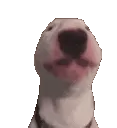 walterdance