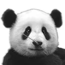 zzz_panda