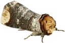 moth moth
