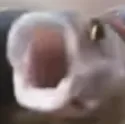 funnierfish
