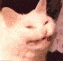 superragekitty superragekitty