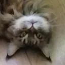 nibbacat_wut Discord Emoji