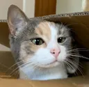 CookieDerp