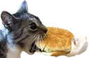 Ihazcheeseburger Ihazcheeseburger
