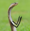aflipoffsnake