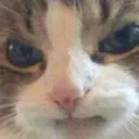 madcat