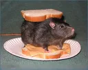 RatSandwich