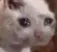 SadCat5 Discord Emoji