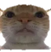 a_cat