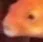 fishpog