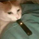 catJ