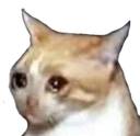 chumcat Discord emoji
