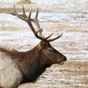 elk