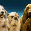 DogsOfDiscord_2_DoggiesClaps DogsOfDiscord_2_DoggiesClaps