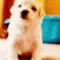 DogsOfDiscord_1_PawUp DogsOfDiscord_1_PawUp