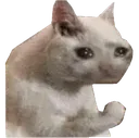 sadcat