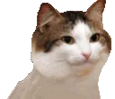 excitedcat