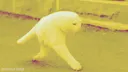 cat cat