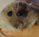 mouse