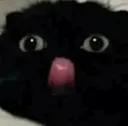 cat_mlem