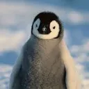 penguin