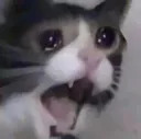 SADCAT