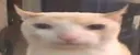 sillycat sillycat
