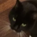 tuocat Discord Emoji