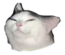 CatLooksy Discord Emoji