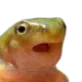 Froggers Froggers
