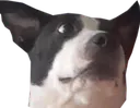 kiki_doubt