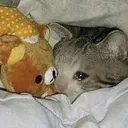 catwithteddy