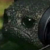 sadfrogg Discord emoji