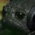 sadfrogg