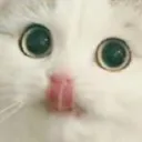 Y_Kotrlbe