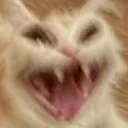 screech