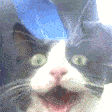 catfreak