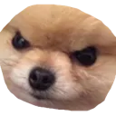 angeryDoge
