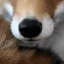 foxlick