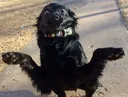 DogsOfDiscord_2_Shrug DogsOfDiscord_2_Shrug