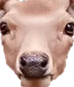 teamfaceDeer teamfaceDeer