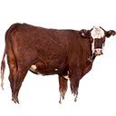 MOOOOOOOOOO
