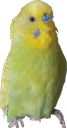 dennissborb