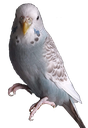 dennissborb2