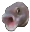 pogFish