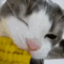 corncatfast