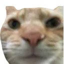 superfunnycat