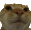 significantlyfunnycat