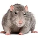 rat