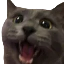 happycat